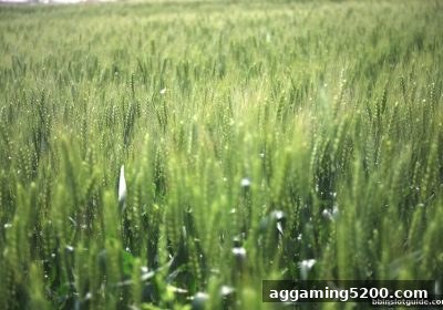 bbin电子：TRC20充值在线娱乐平台安全评估全攻略